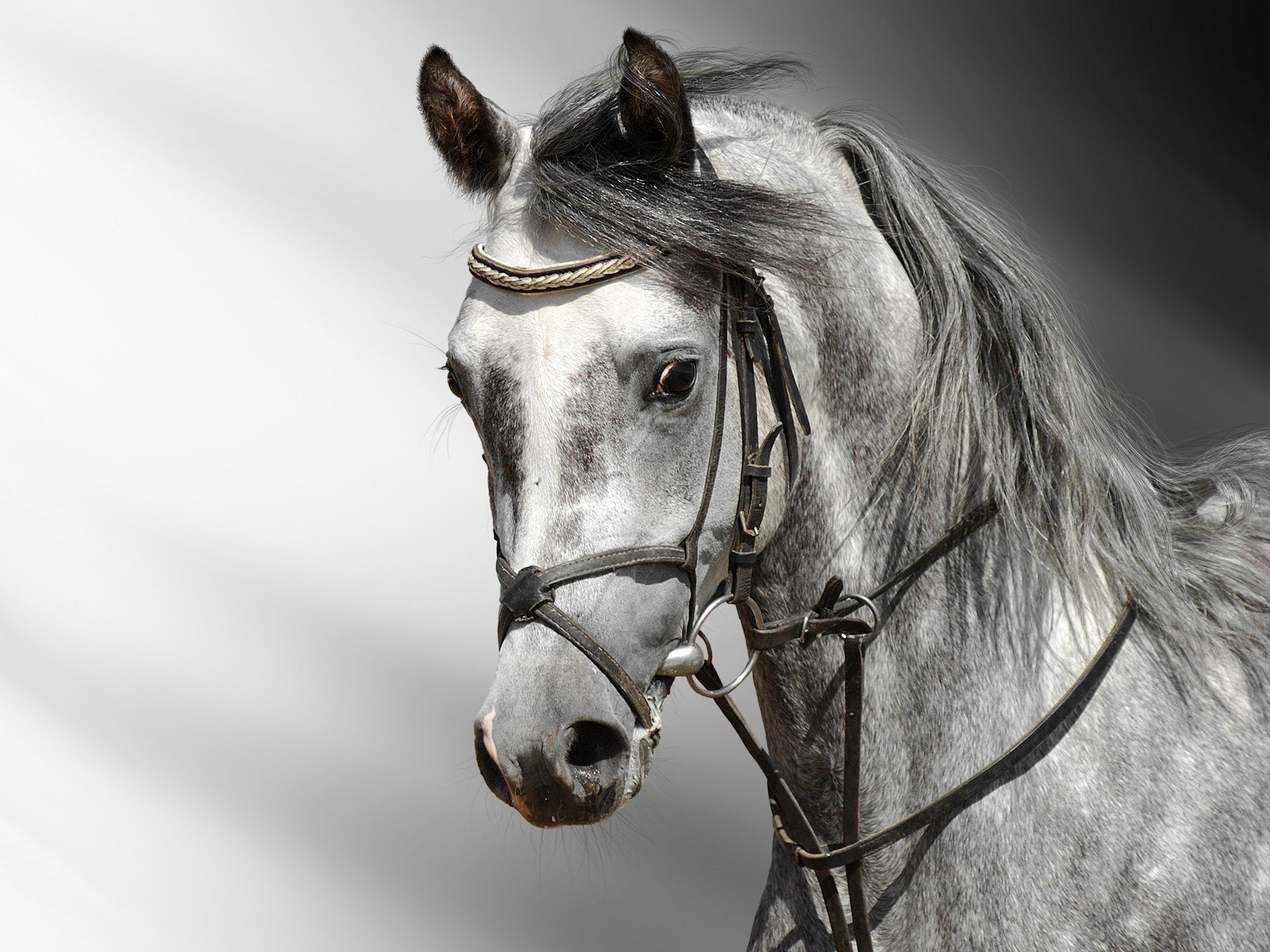 caballo guapo melena larga gris ungulados mirada ojos blanco negro gris