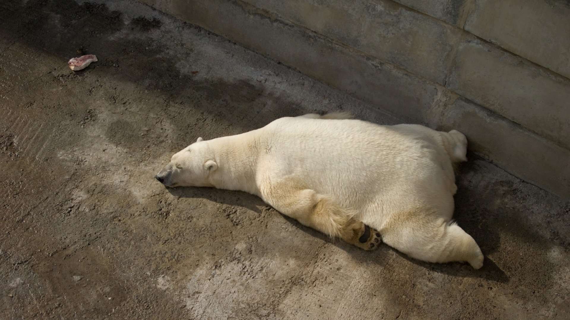 miette fatiguée ours polaire pattes sommeil animaux prédateurs ours