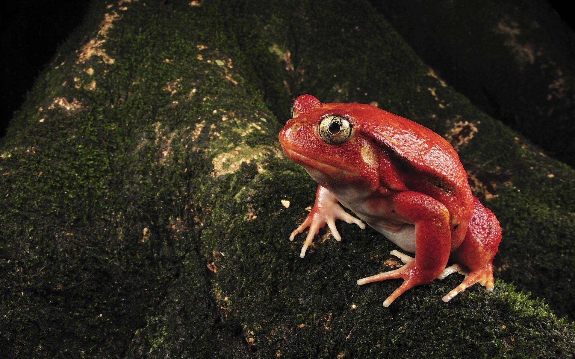 red color frog moss branches amphibians look eye