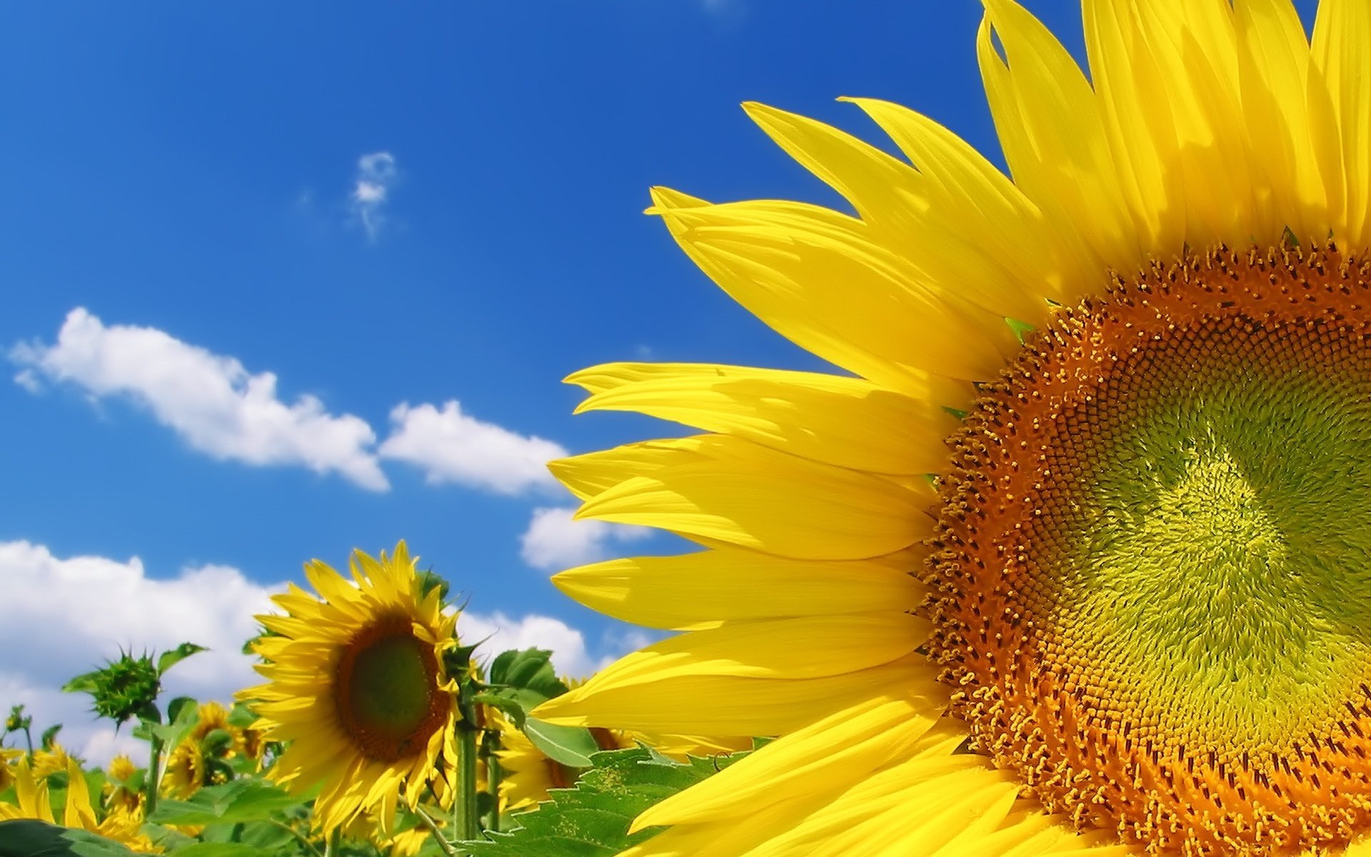 flowers the sky the sun field of sunflowers hd wallpapers positive yellow clouds greens heat