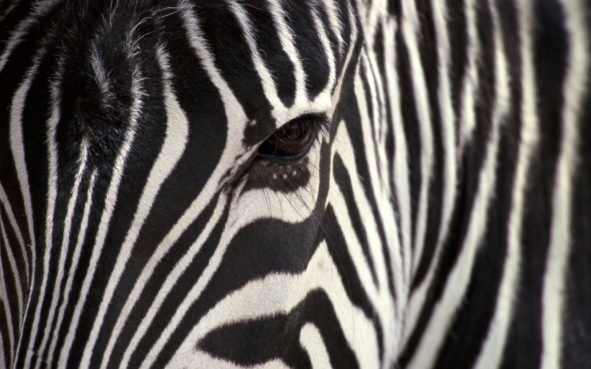 zebra koń czarno biały kopytne spojrzenie oczy paski oko biały zwierzęta makro