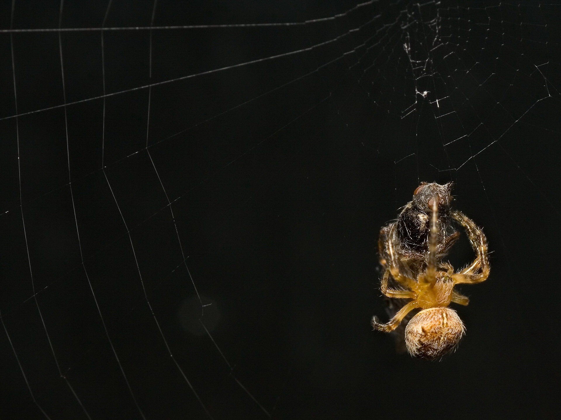 ragno pranzo ragnatela animale insetti mosca