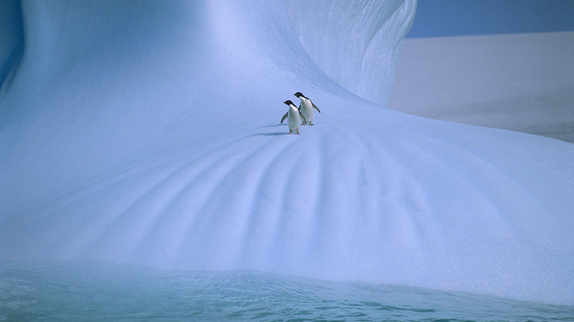 pingüinos nieve hielo invierno