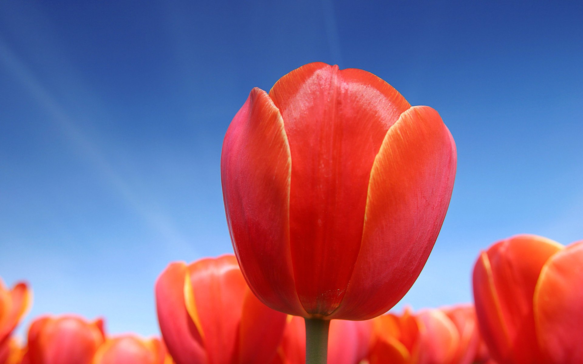 flowers tulip red sunlight