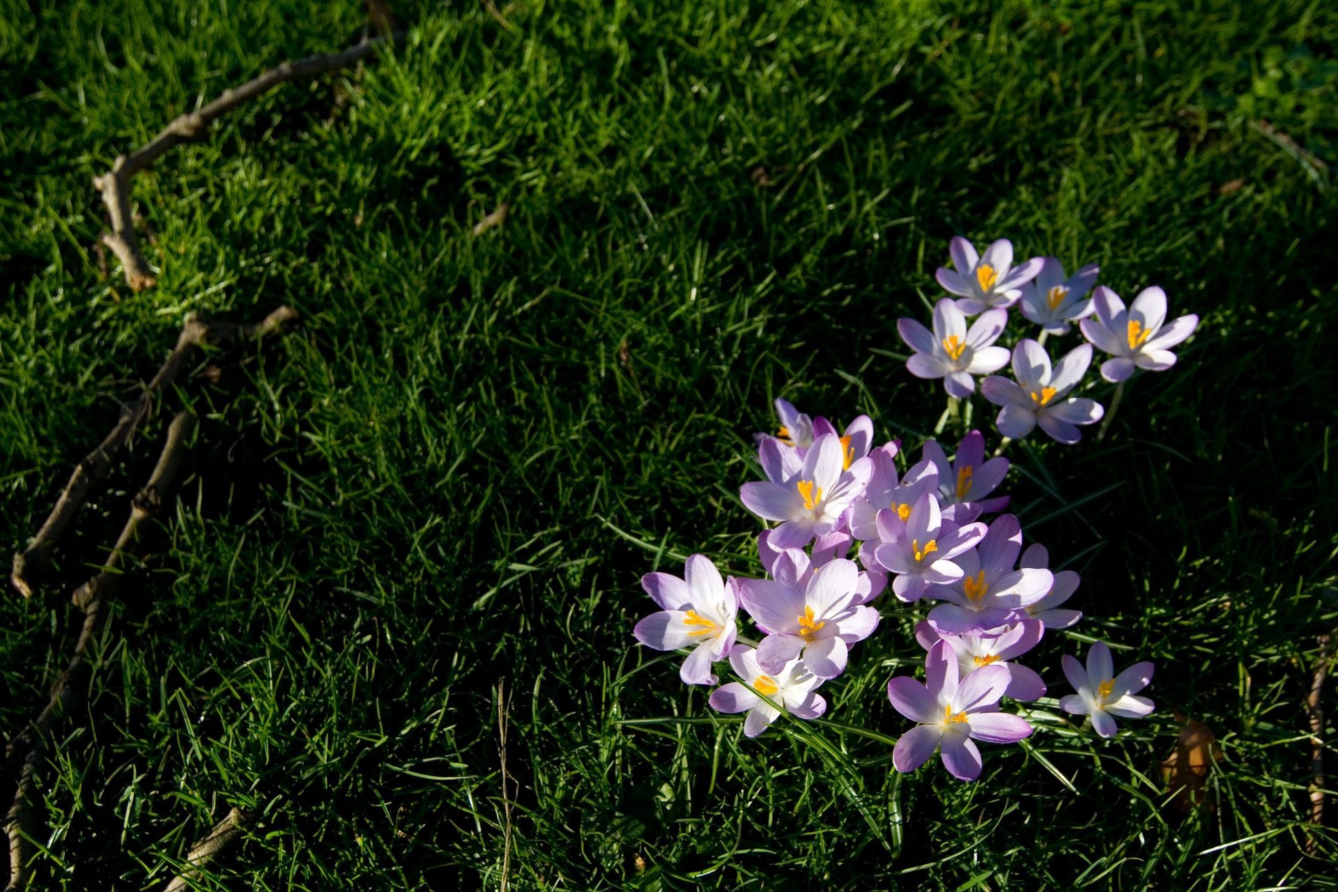 ramoscelli fiori erba verde bucaneve viola erba verde rami terra raggi del sole primavera