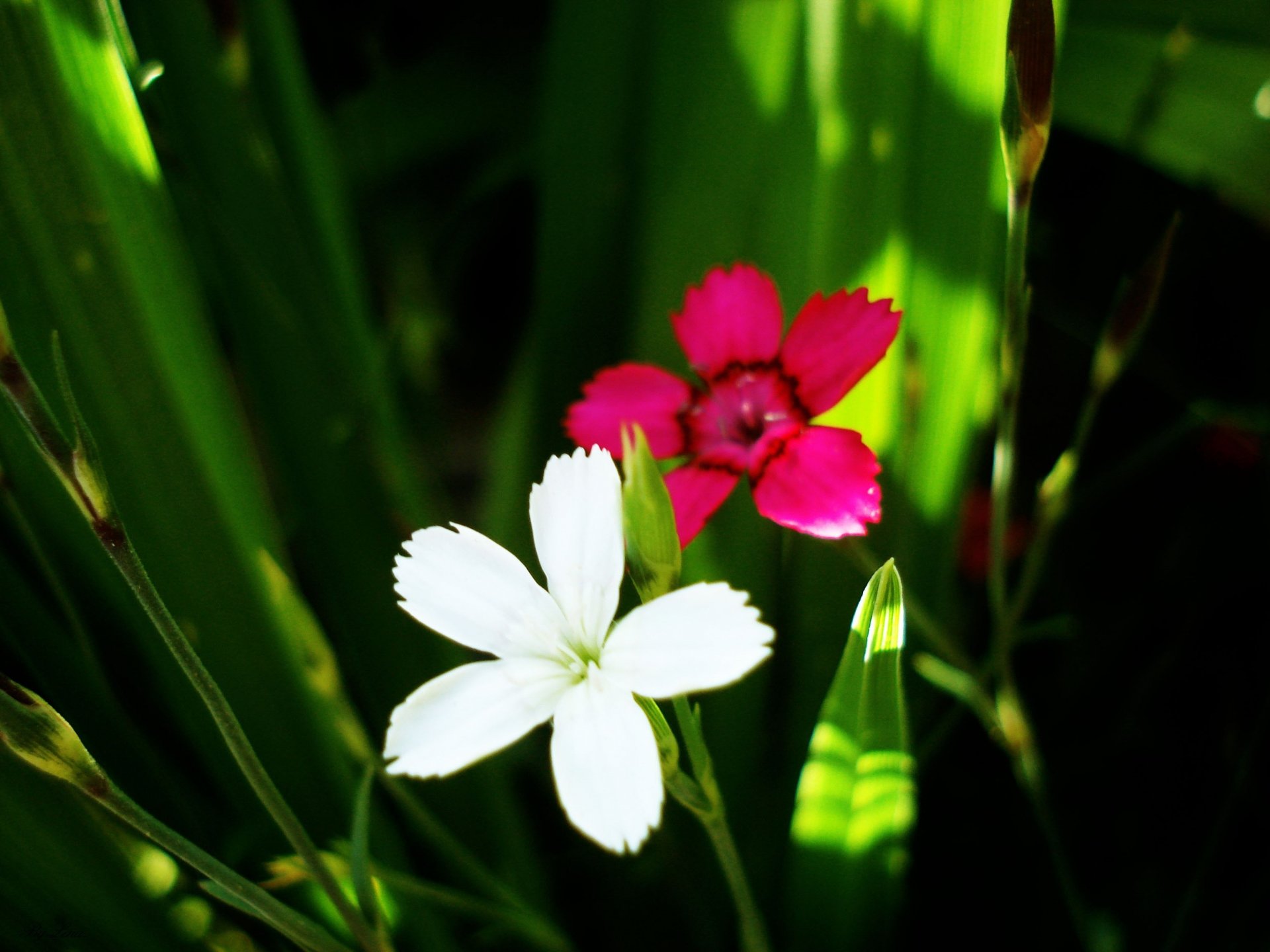 blumen weiß lila gras