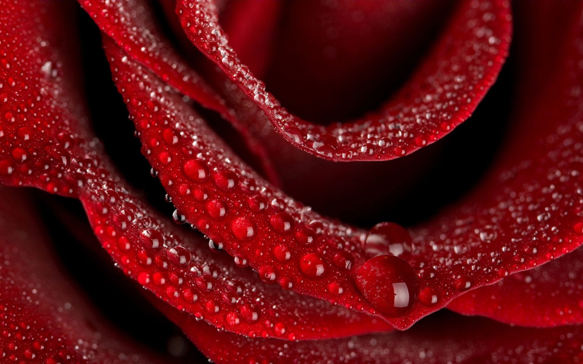 flores rosa roja gotas de agua romance pétalos