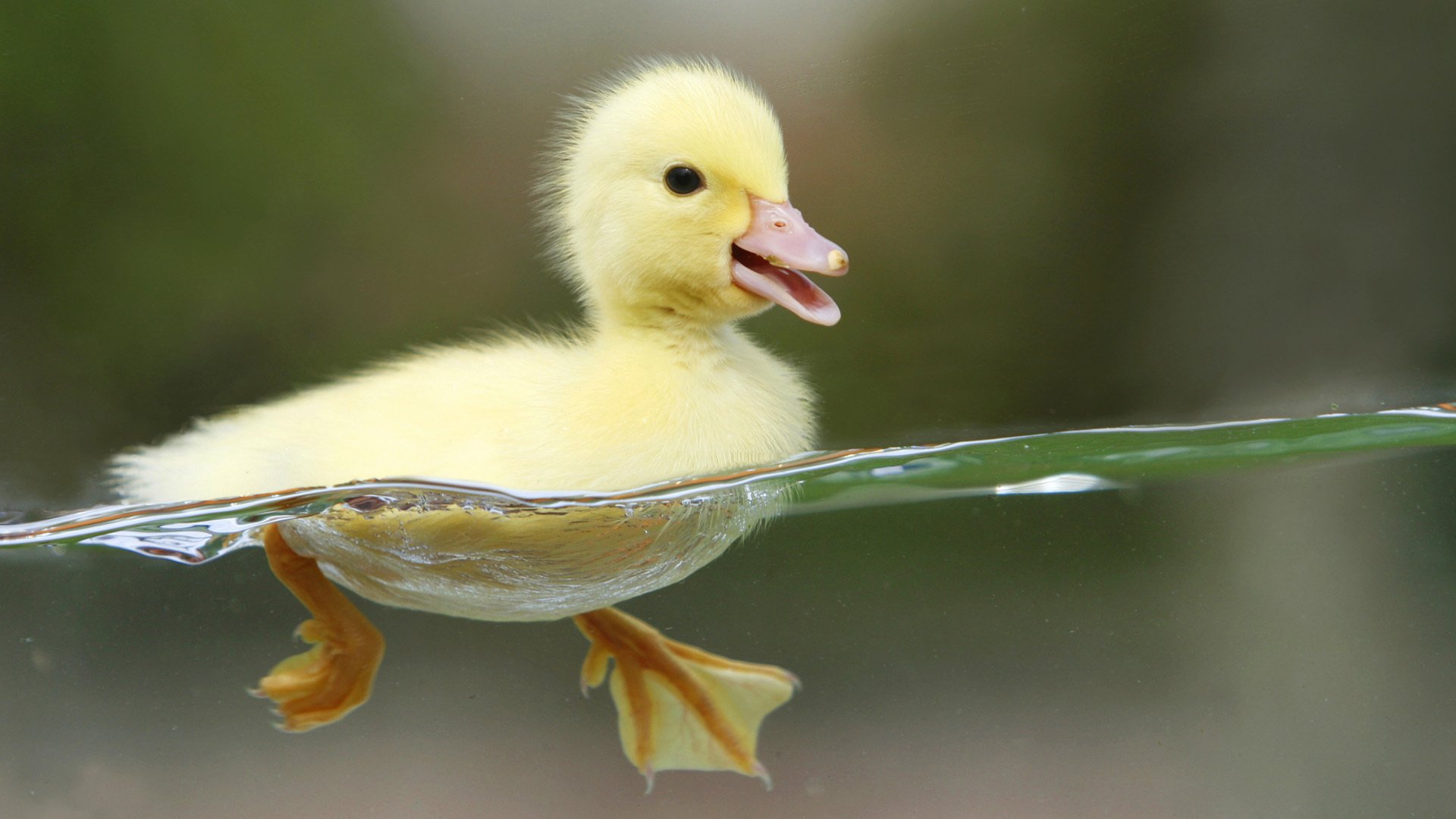 bebé amarillo patito agua aves vista ojos plumas