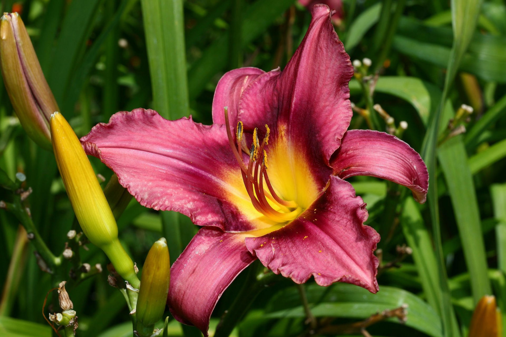 purple flower flowers buds lily greens nature macro