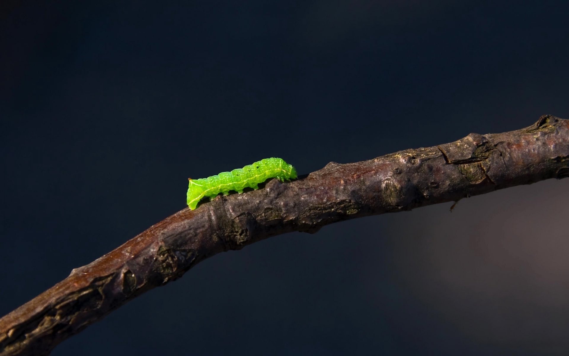 ramita oruga criatura verde