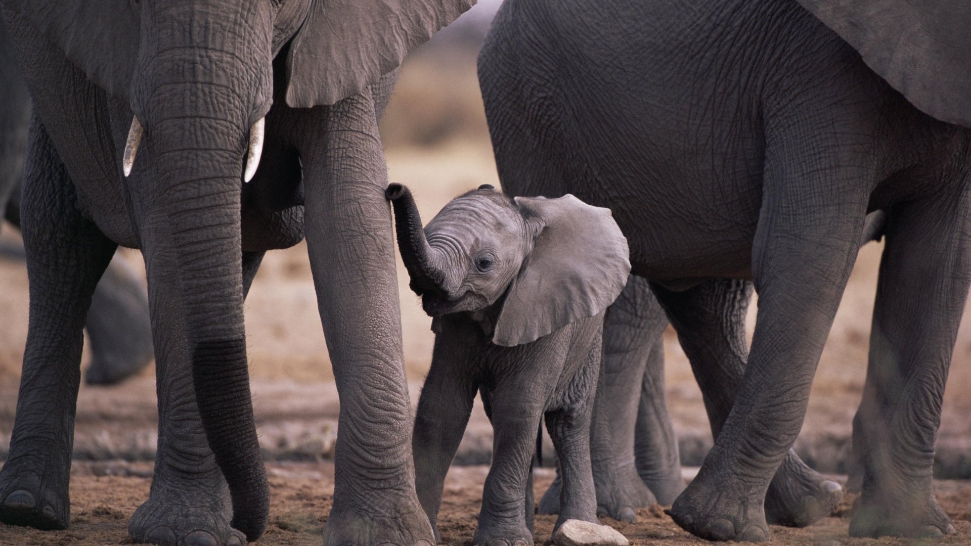 éléphants famille petite miette peau grise