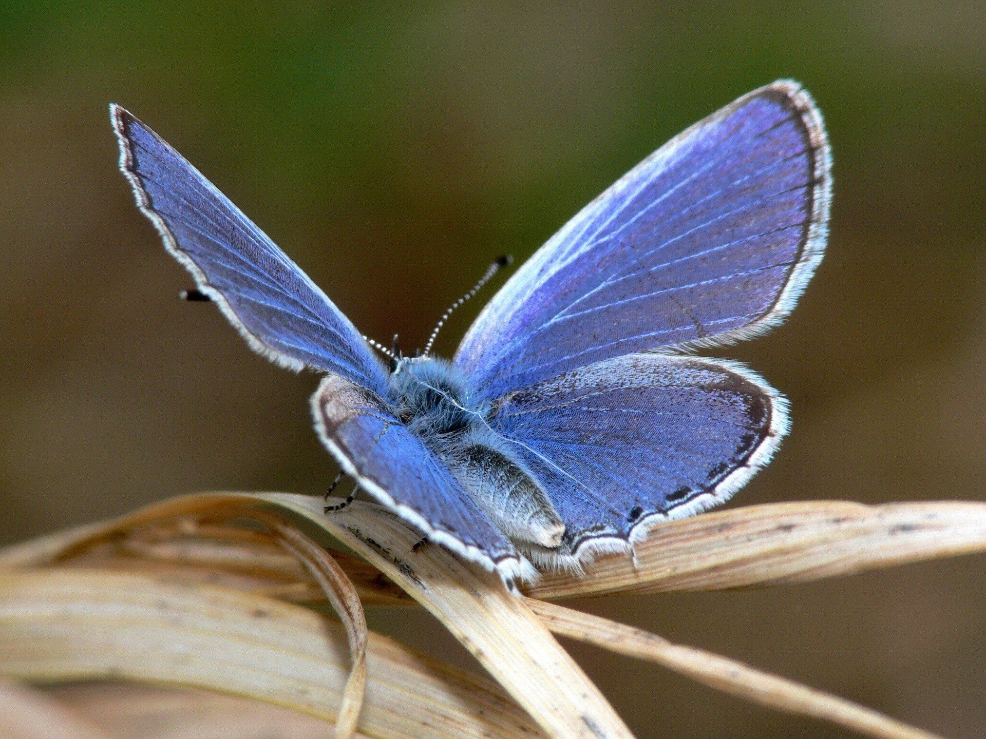 mariposa alas azules hoja insectos