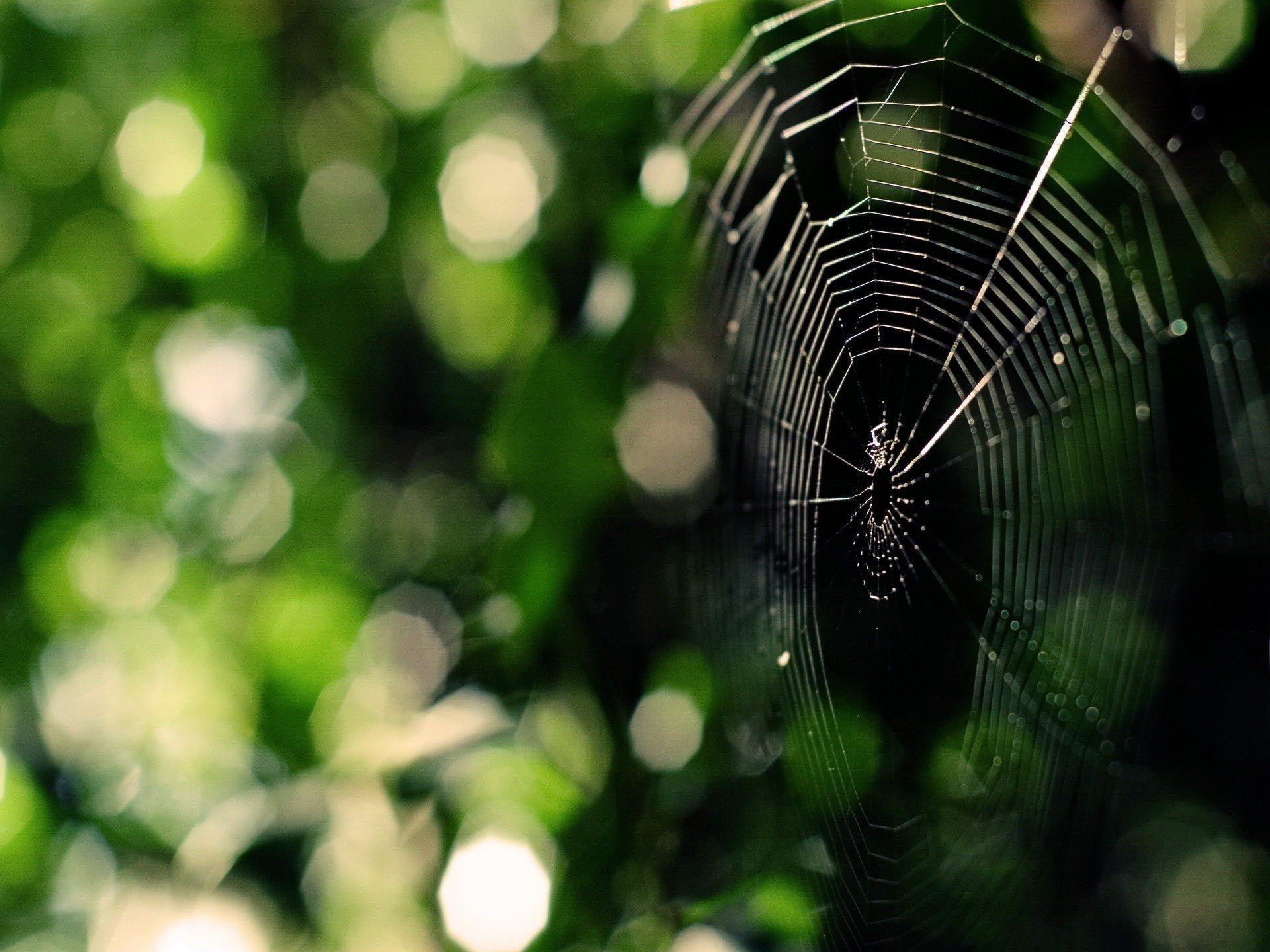 spinnennetz spinne grüns wald insekten blendung