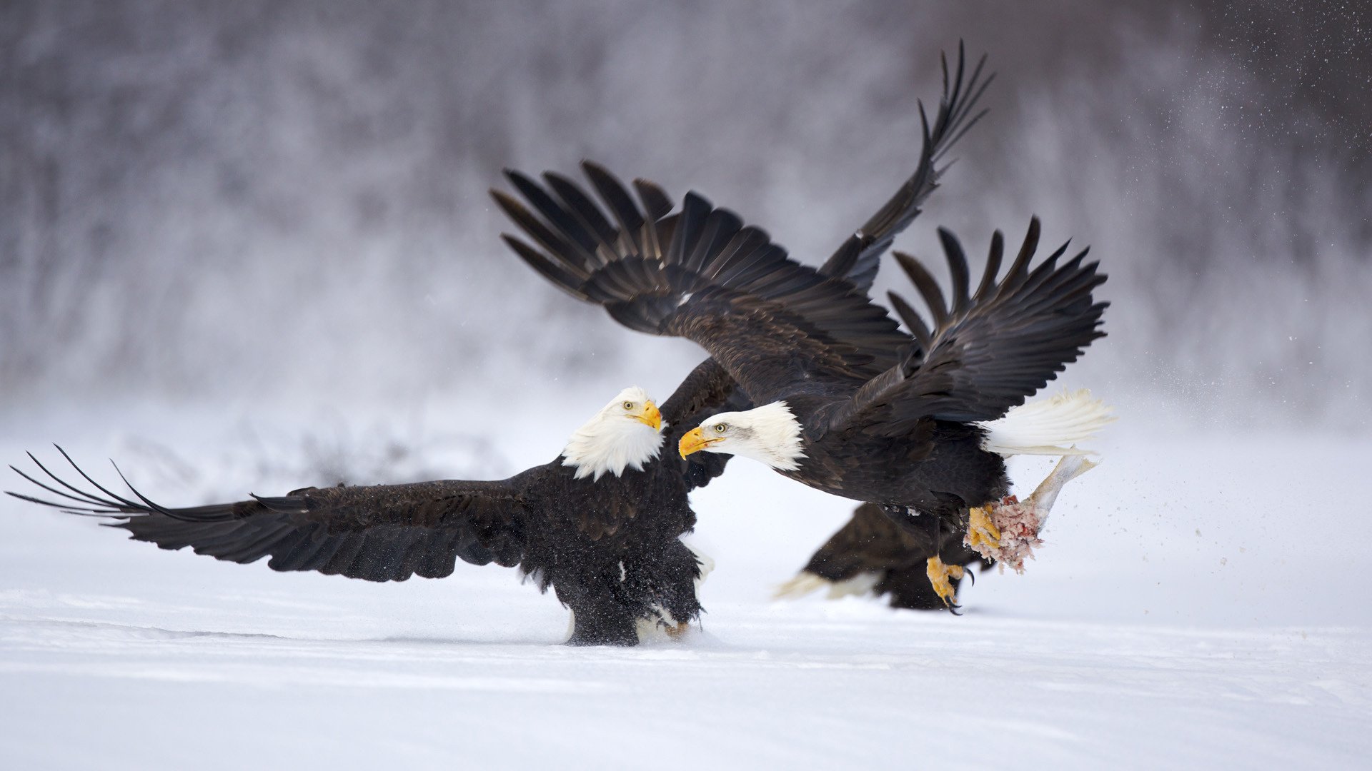 aigles oiseaux hiver neige démontage à plumes