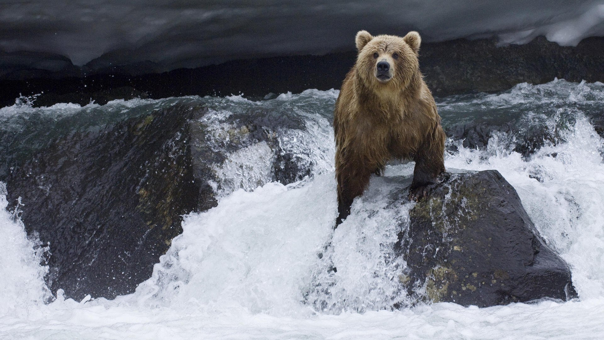 orso fiume di montagna pietre vista piede torto