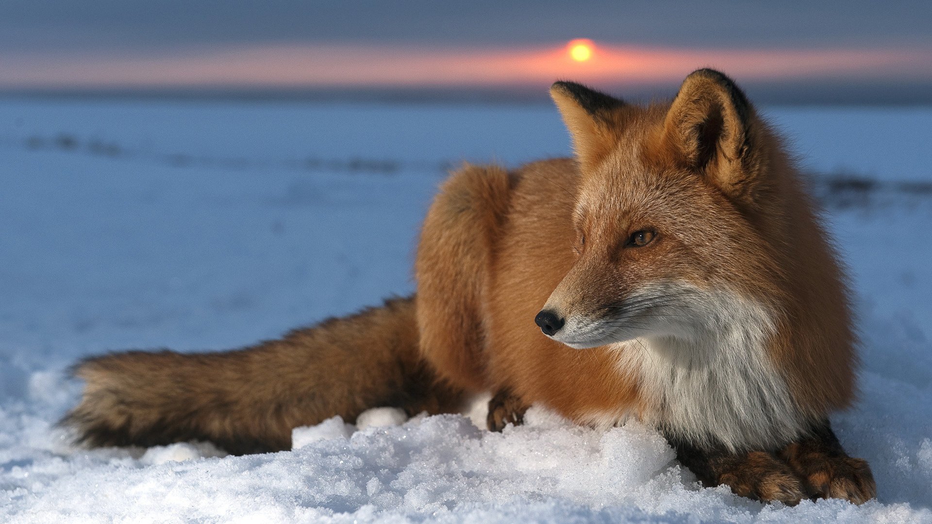 farbe rot wildes tier fuchs winter blick augen fuchs rotschopf list geist ohren schwanz schnee sonnenuntergang tiere raubtiere