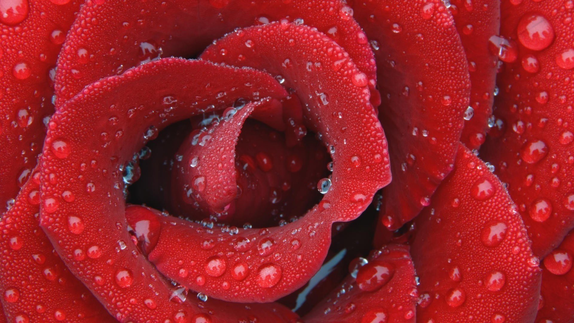 flores rosa gotas de agua rojo