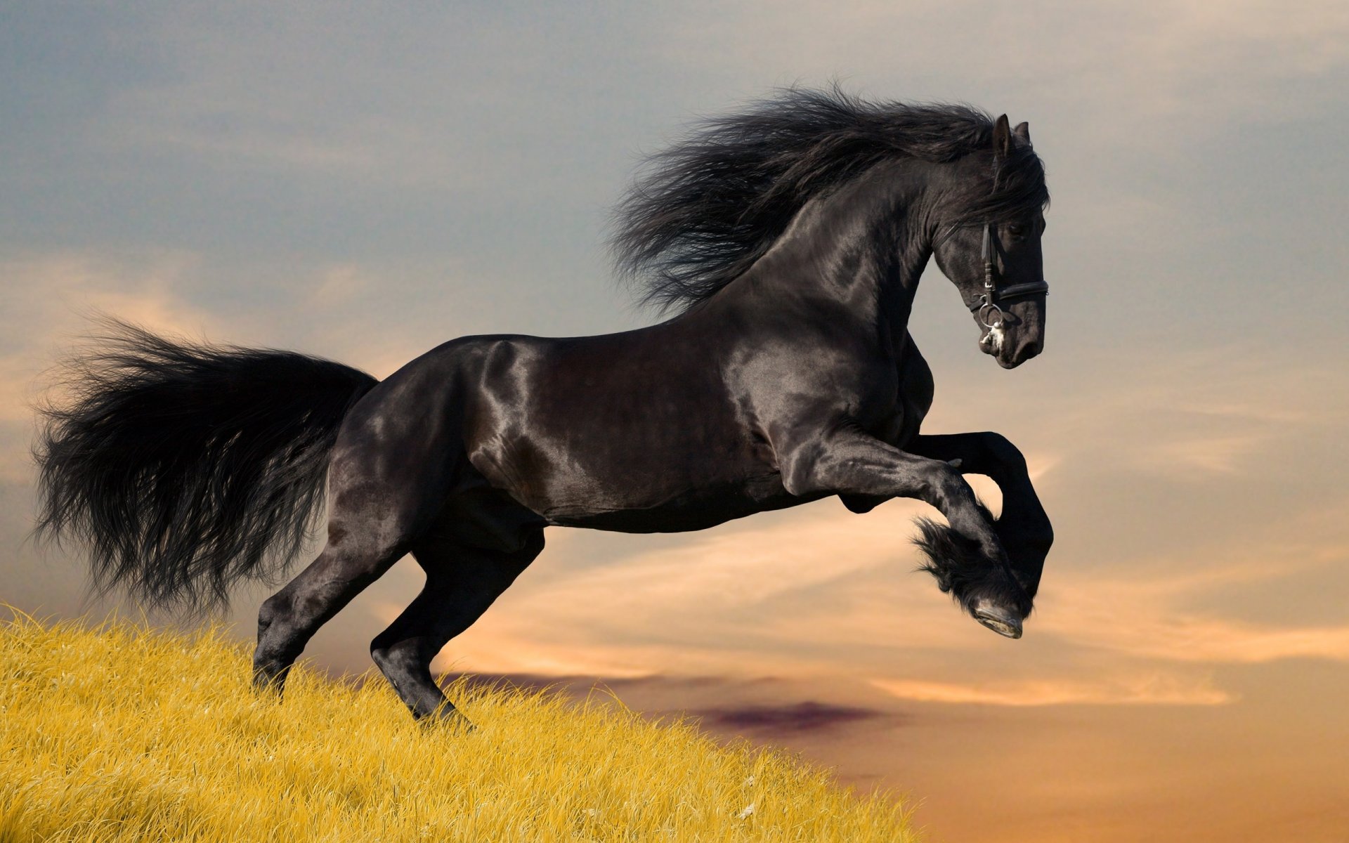 horse handsome black color jump ungulate