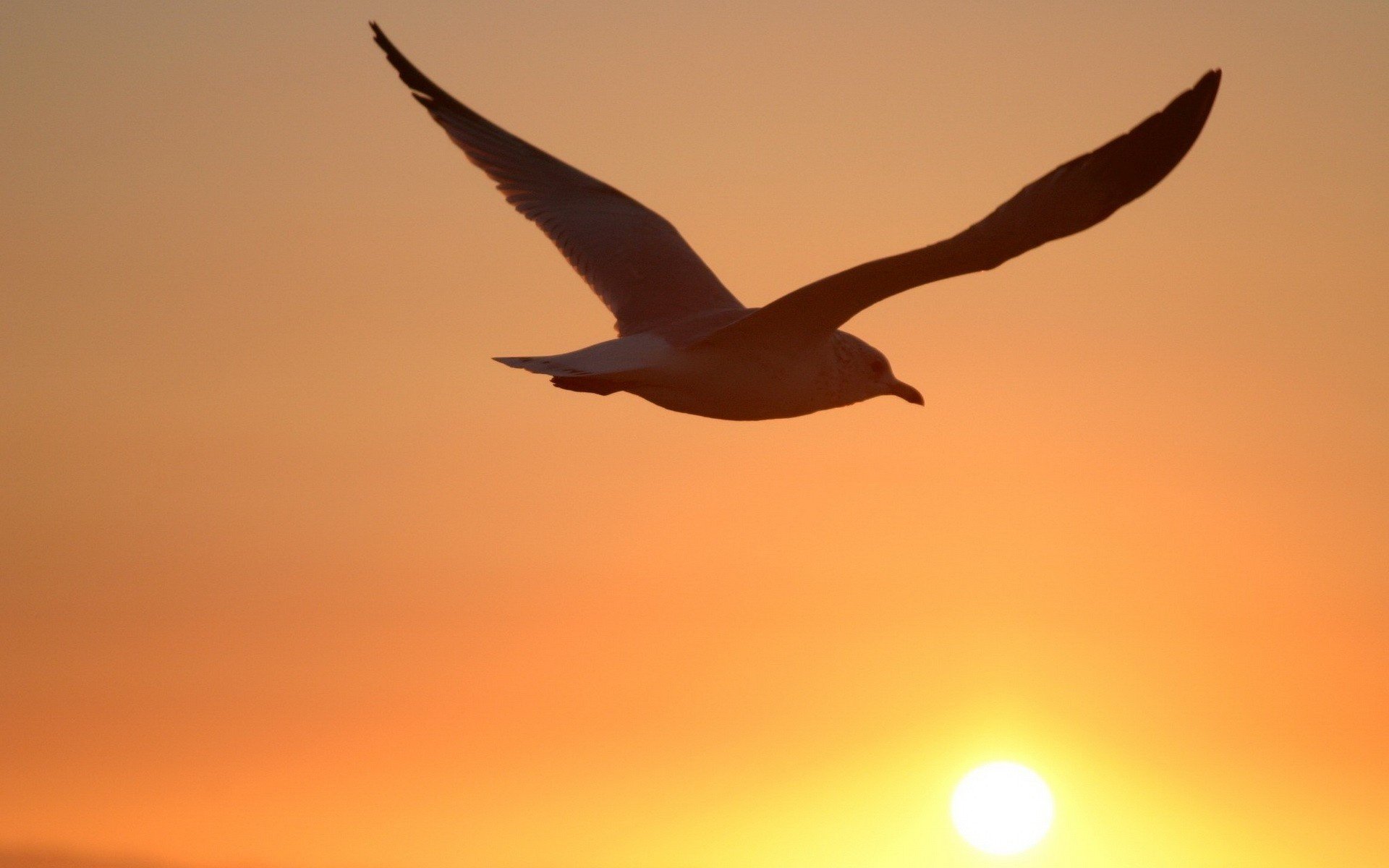 schatten des vogels sonnenuntergang höhe vögel gefiedert