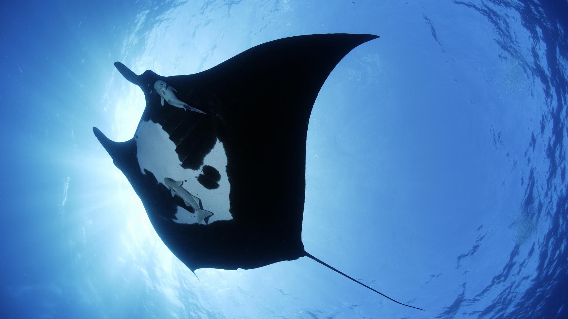 stingray regno sottomarino oceano uccelli acquatici mondo sottomarino