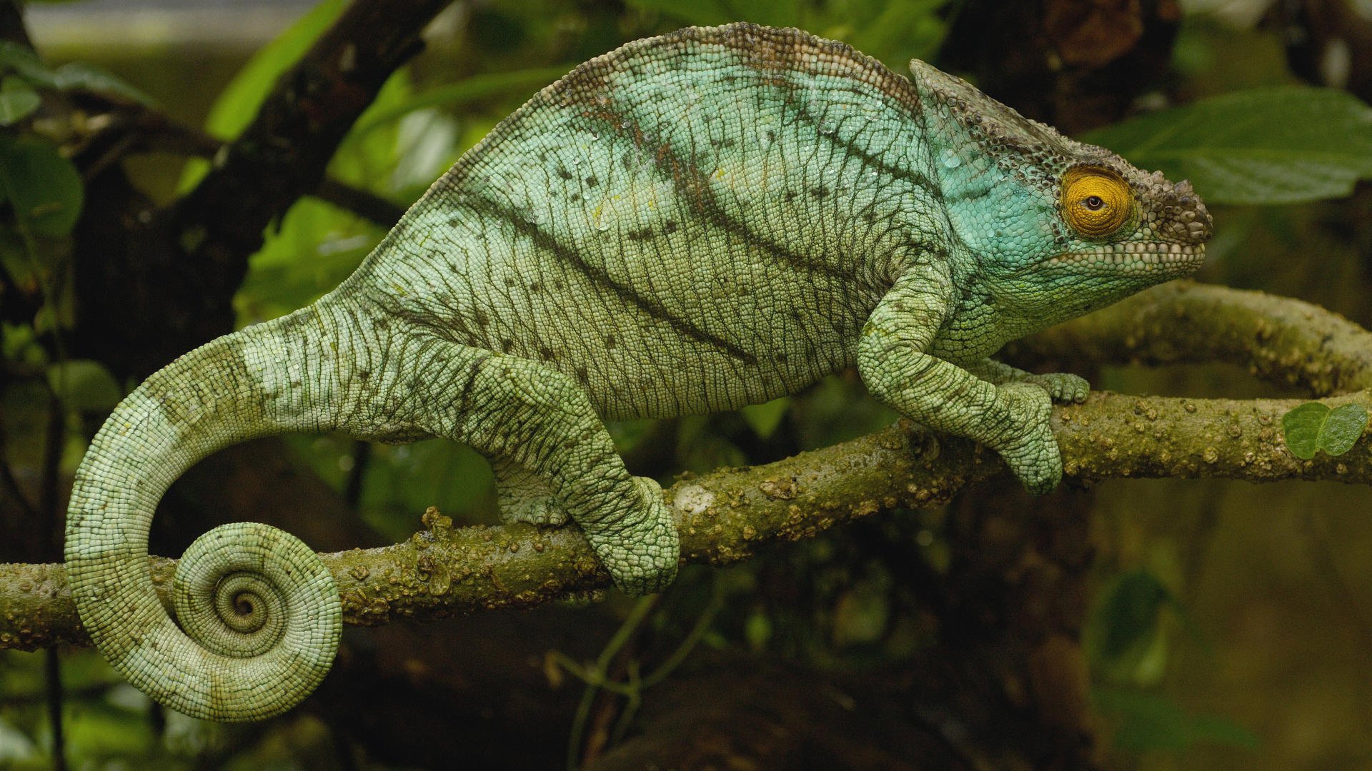 dos arrondi caméléon queue enroulée brindille regard yeux