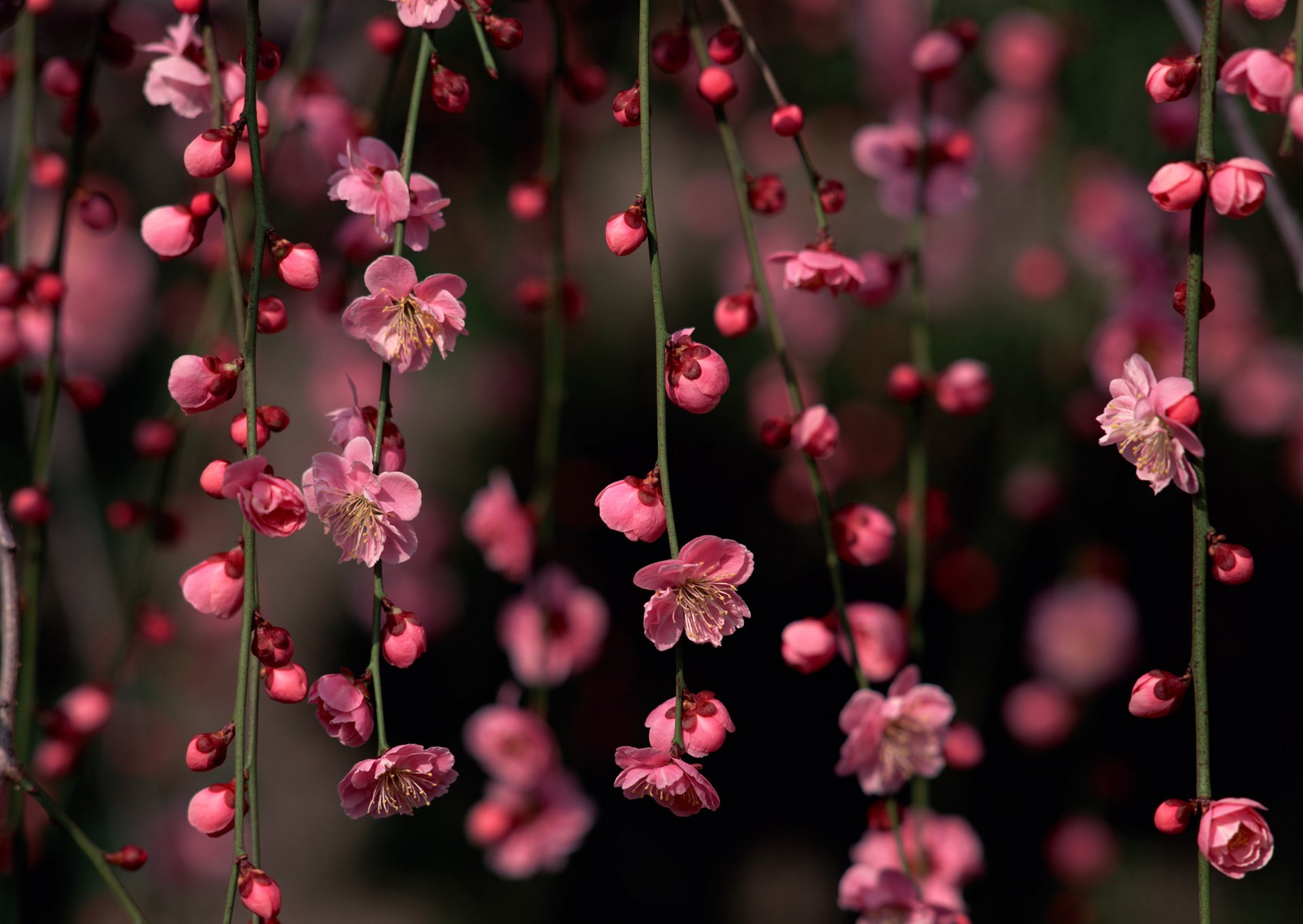 fleurs fleurs roses brindilles nature printemps