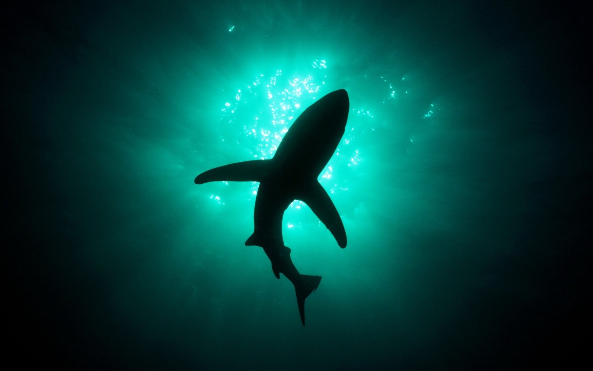 ombre profondeur eau requin prédateurs sauvagine monde sous-marin