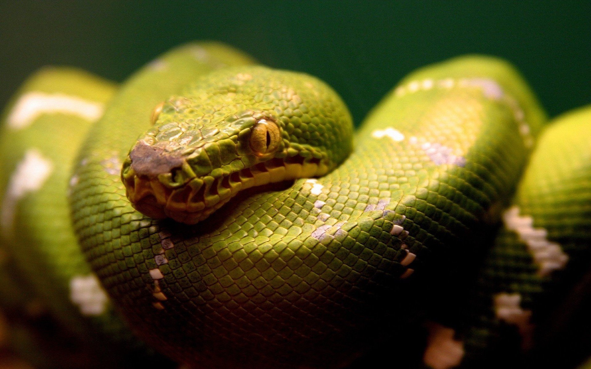 pelle verde sguardo minaccioso serpente plazuna sguardo macro