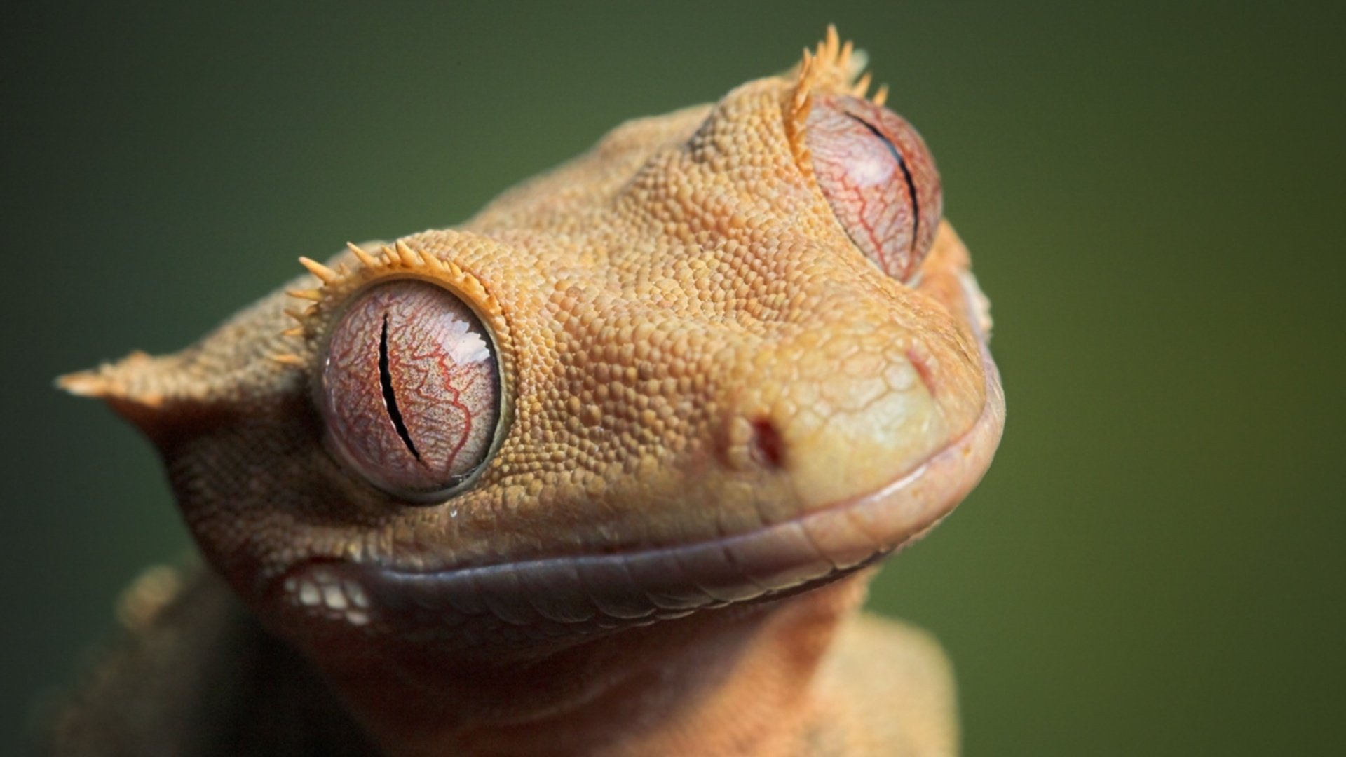 cara amarilla increíble lagarto animales ojos hocico