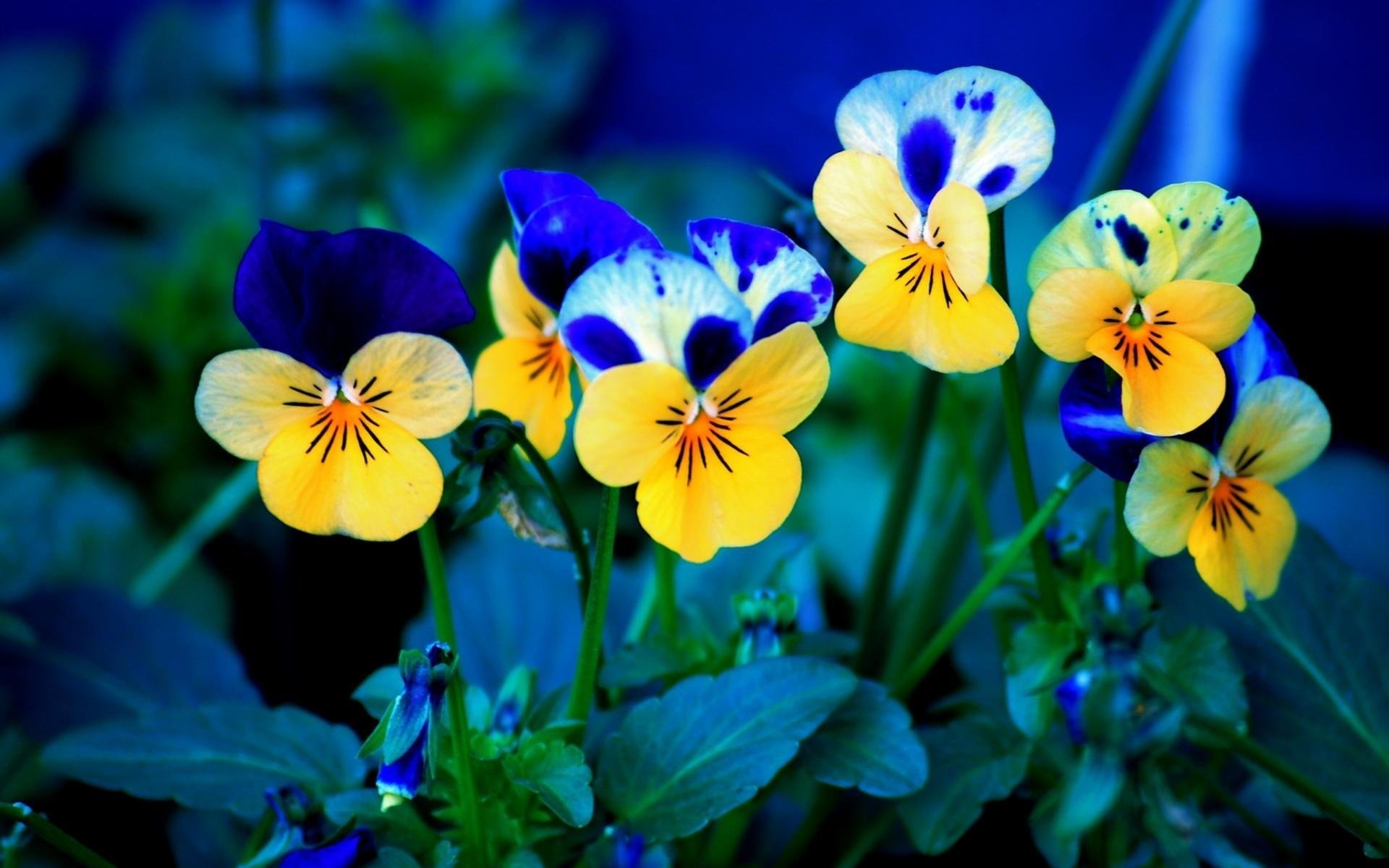 flowers flowers green leaves yellow blue summer