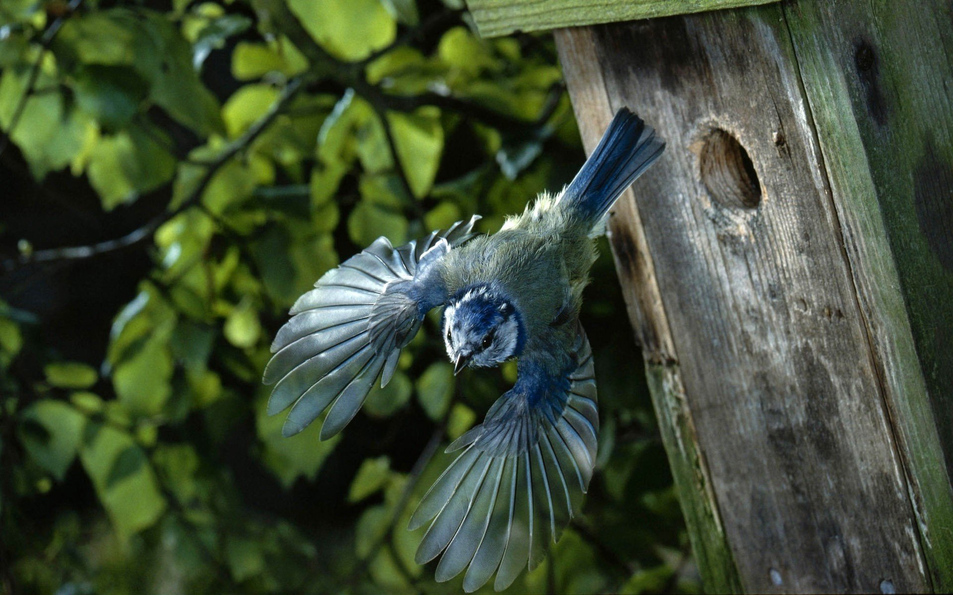 squirrel pajarito azul aves plumas