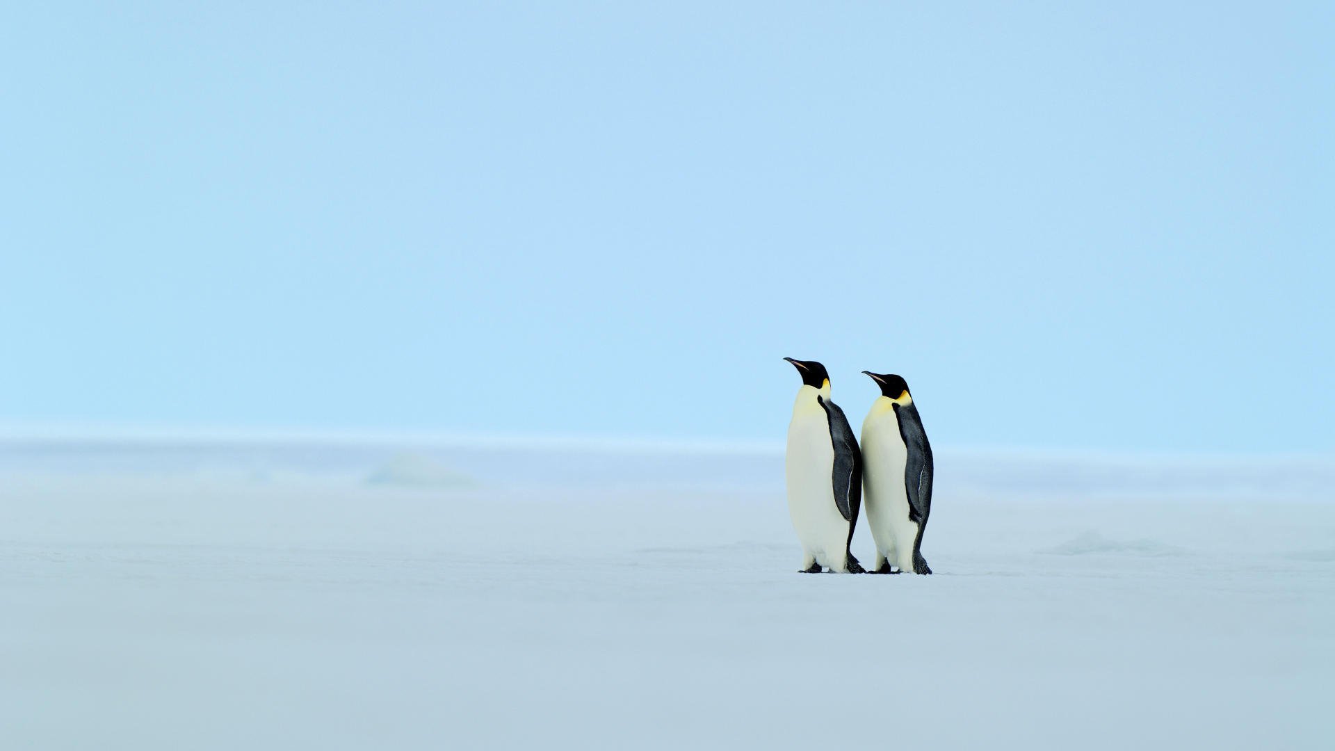 pinguini reali inverno palla di neve uomini belli