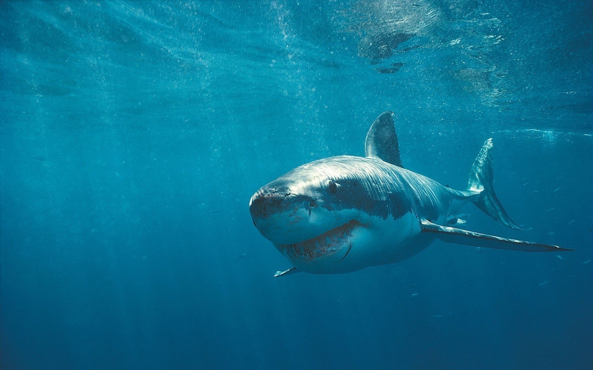 hark scars under water teeth predators waterfowl underwater world