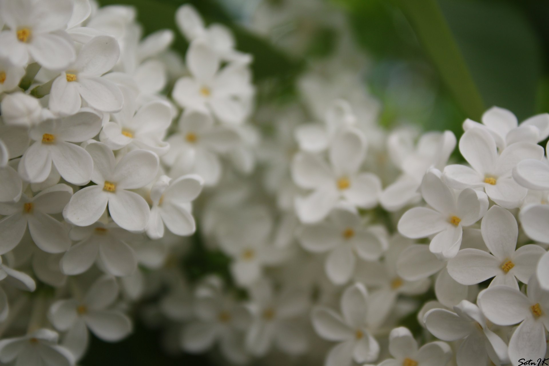 blumen weiße blüten krümel flieder