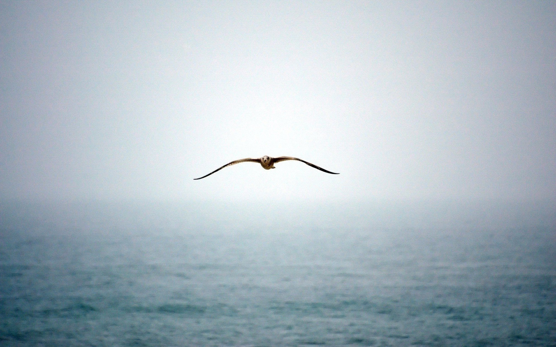 survol de l océan mouette bleu oiseaux eau brouillard