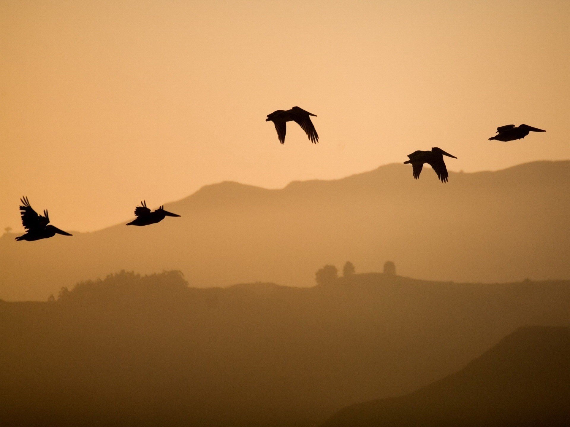 sombra aves colinas altitud vuelo plumas