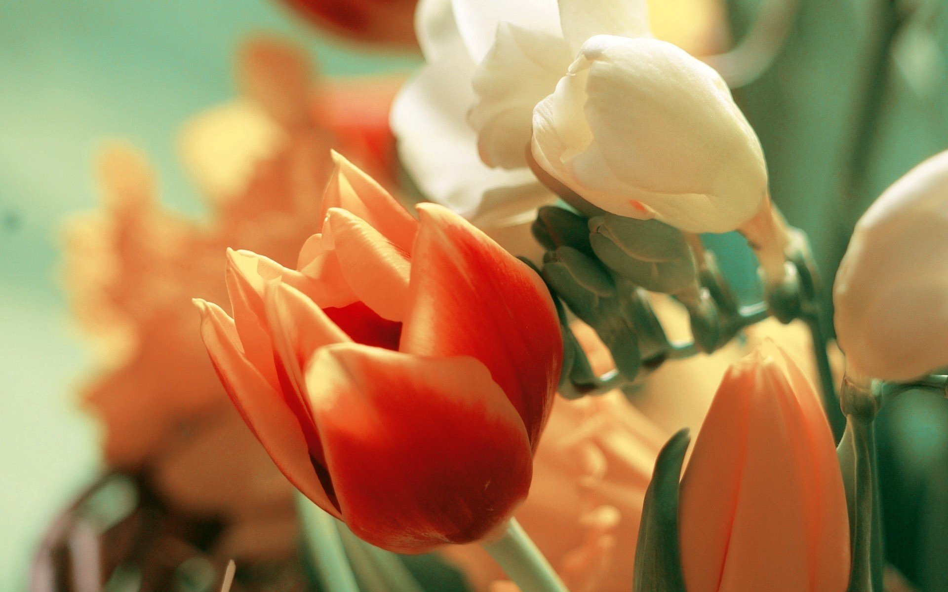 white reddish flowers tulip color bouquet