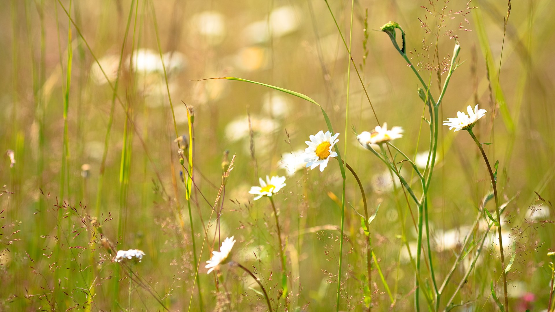 clairière solaire fleurs champ de camomille herbe verte marguerites bouquet new york arrière-plan verdure chaleur soleil herbe champ fond d écran hd