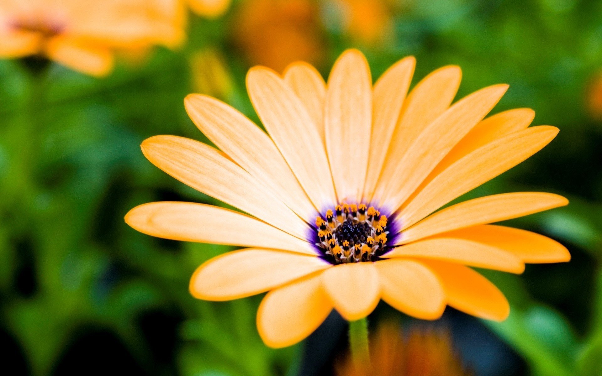 flores flor pétalos largos púrpura naranja macro