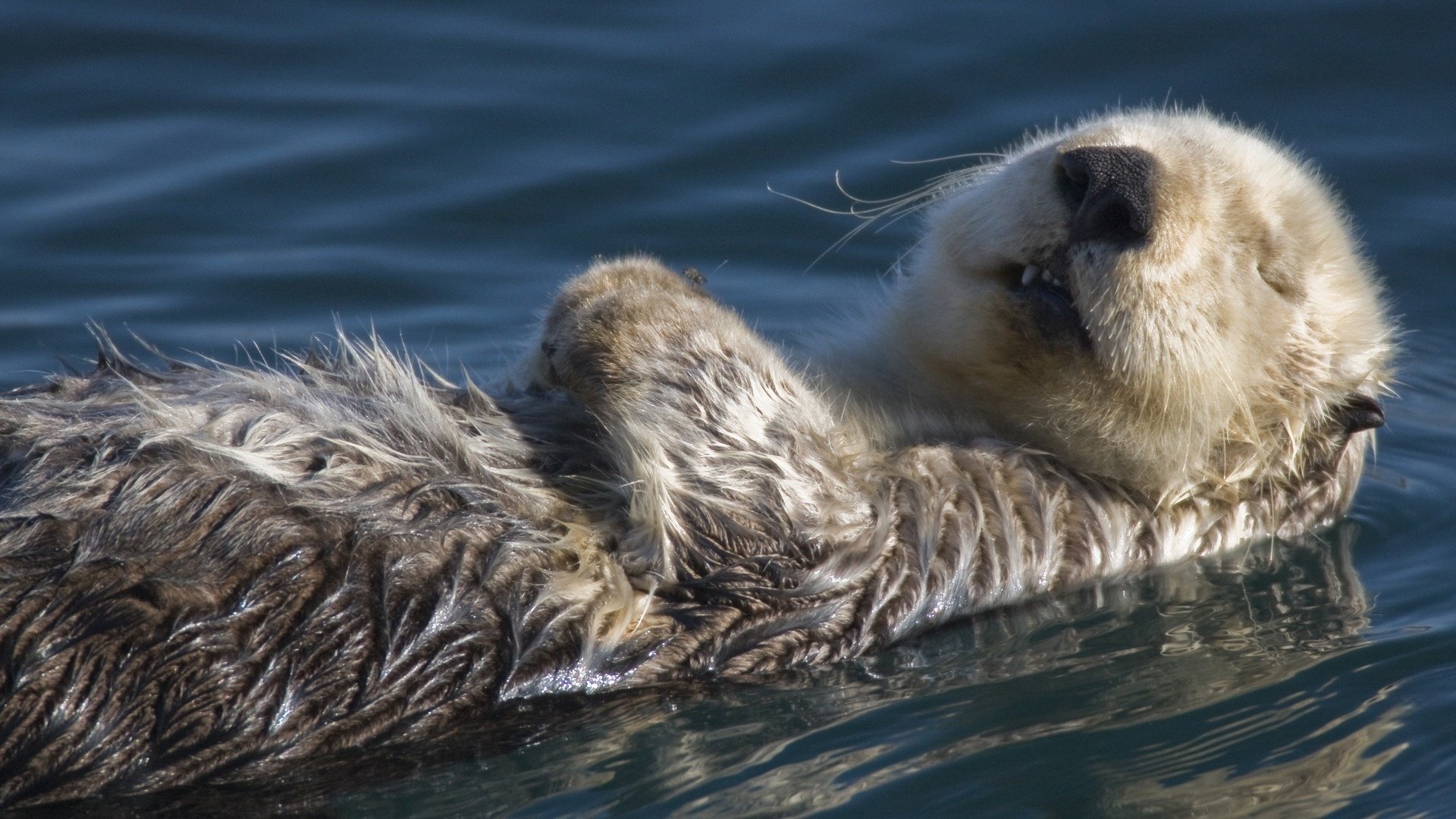 criatura divertida kalan animal descanso animales sueño