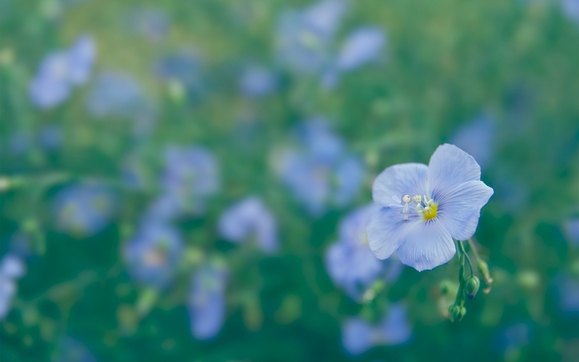 fleurs fleurs bleu clairière