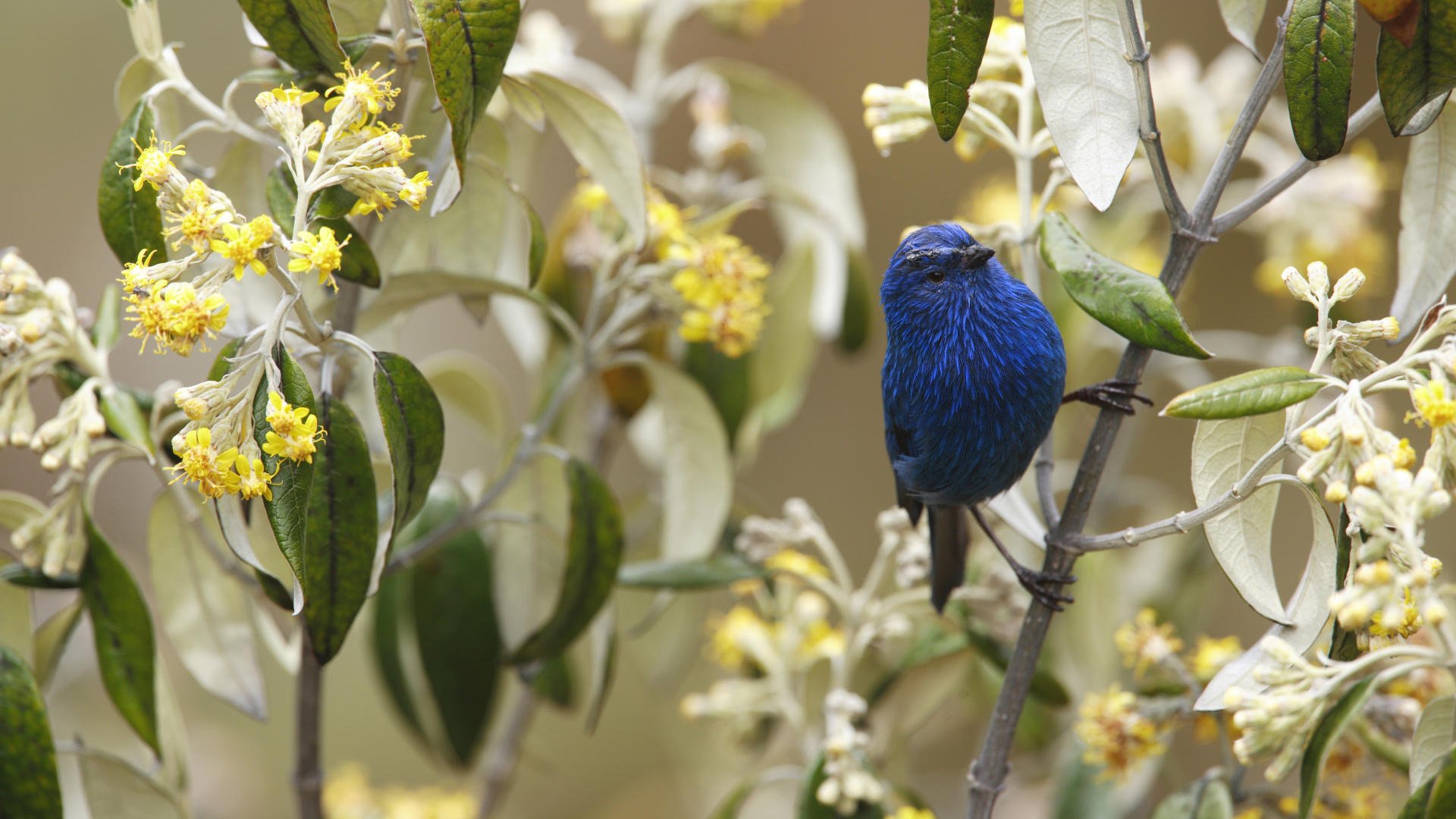 bleu oiseau fleurs nature oiseau à plumes