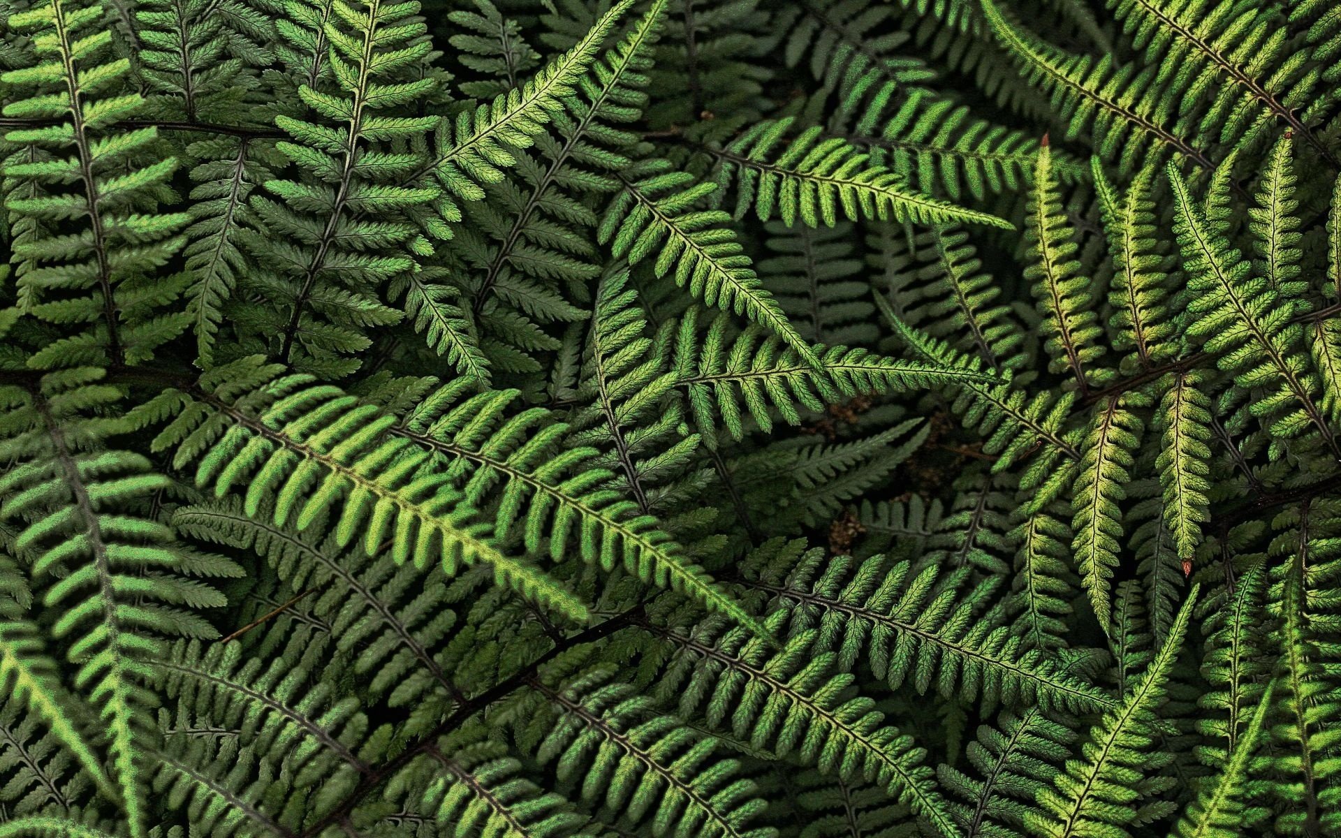 forest-dweller fern green greens leave