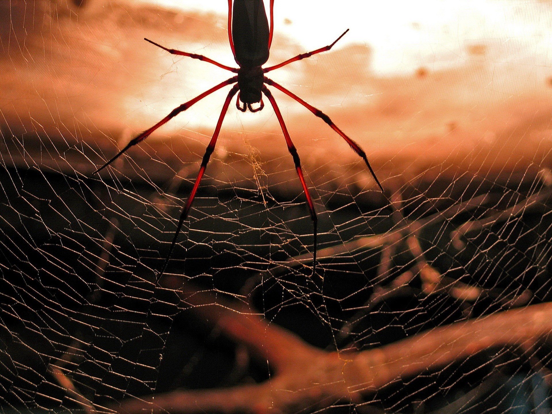 burgundy web insect spider