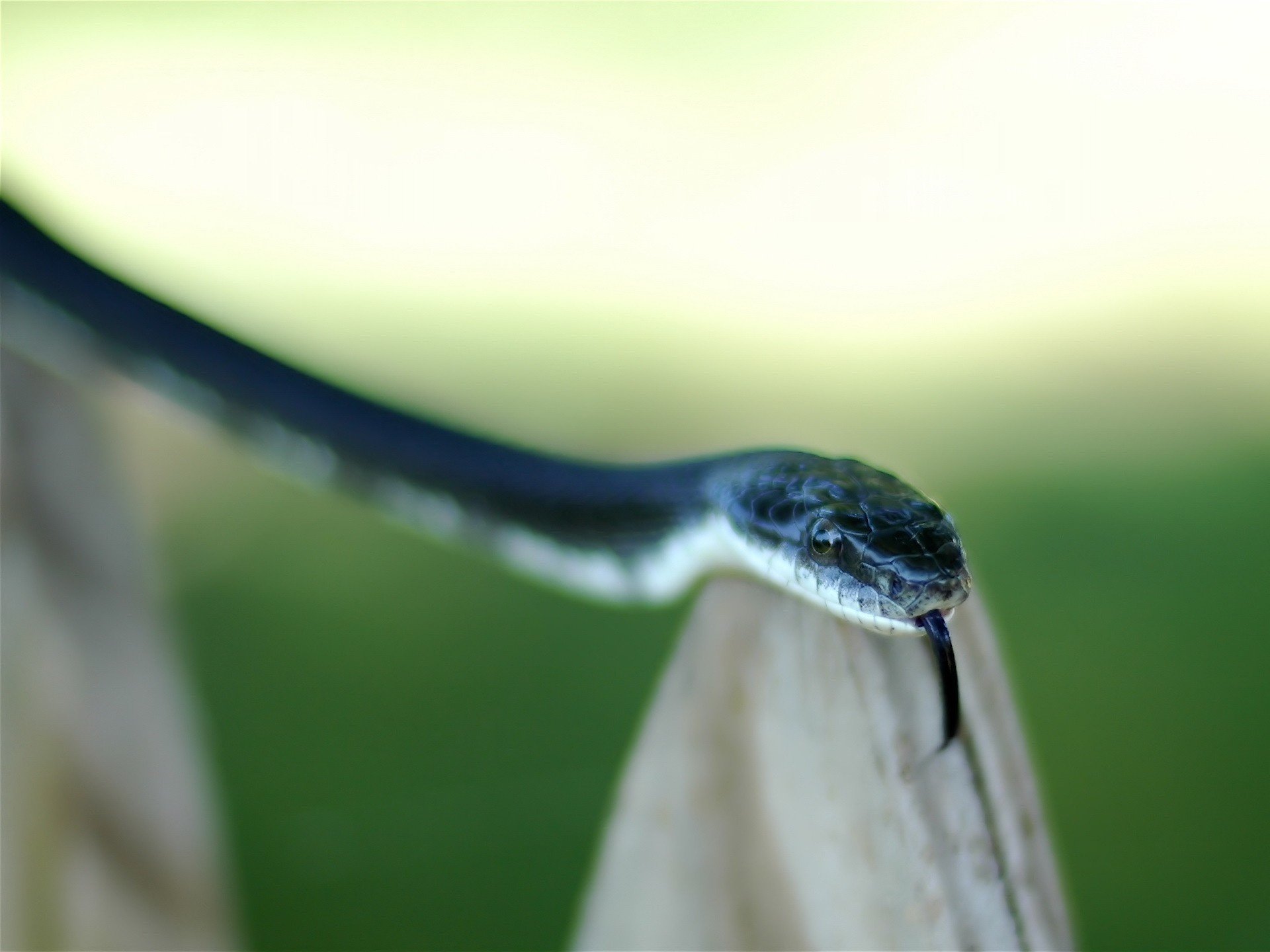 serpiente azul ojos plasma mirada ojos