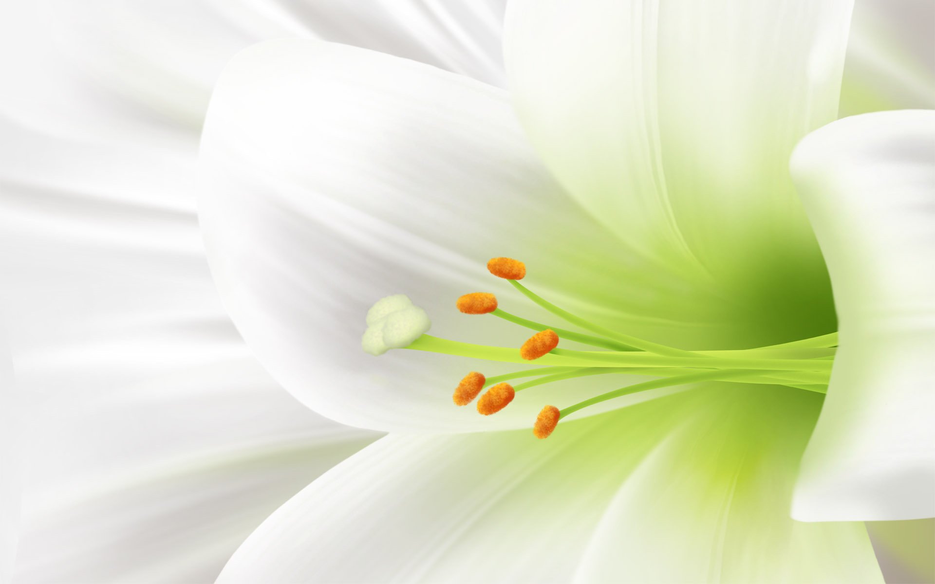 lys blanc fleurs tendresse pureté gros plan