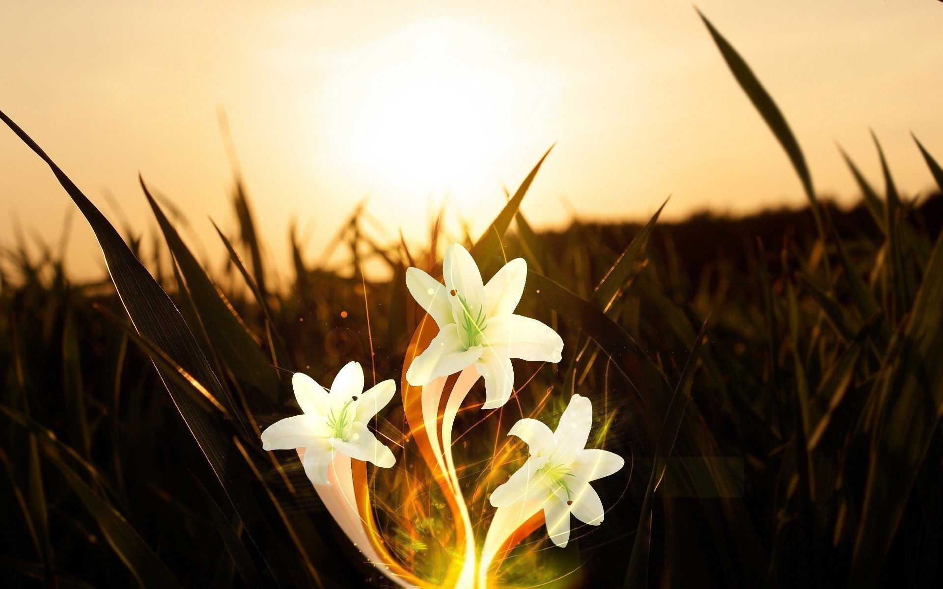 fiori tramonto erba gigli bianchi splendore alba