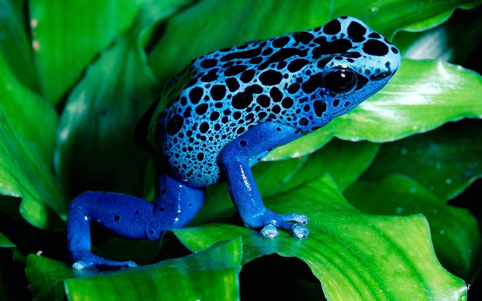 grenouille bleu feuilles amphibiens yeux