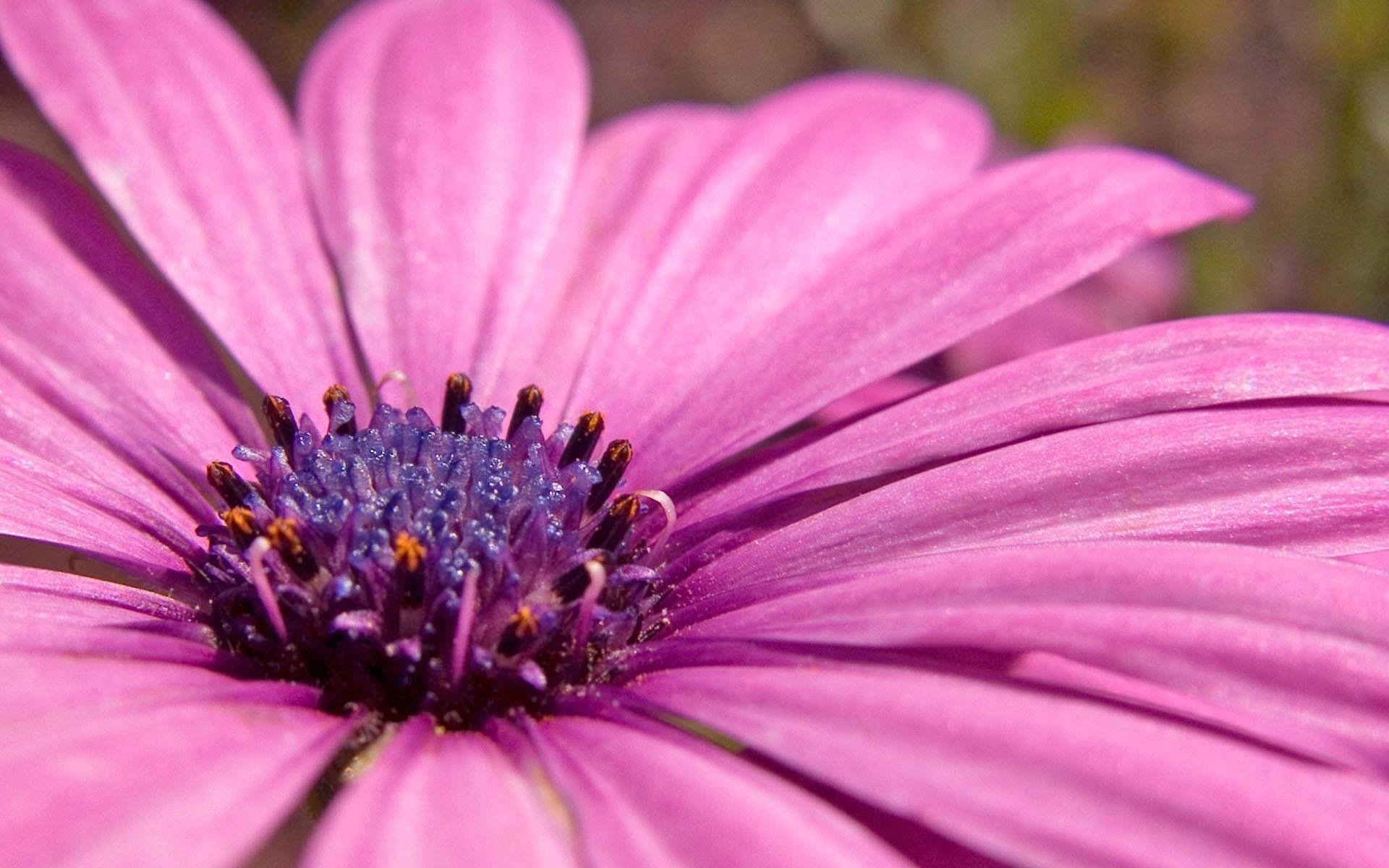 fleurs violet chrysanthème fleur pétales gros plan