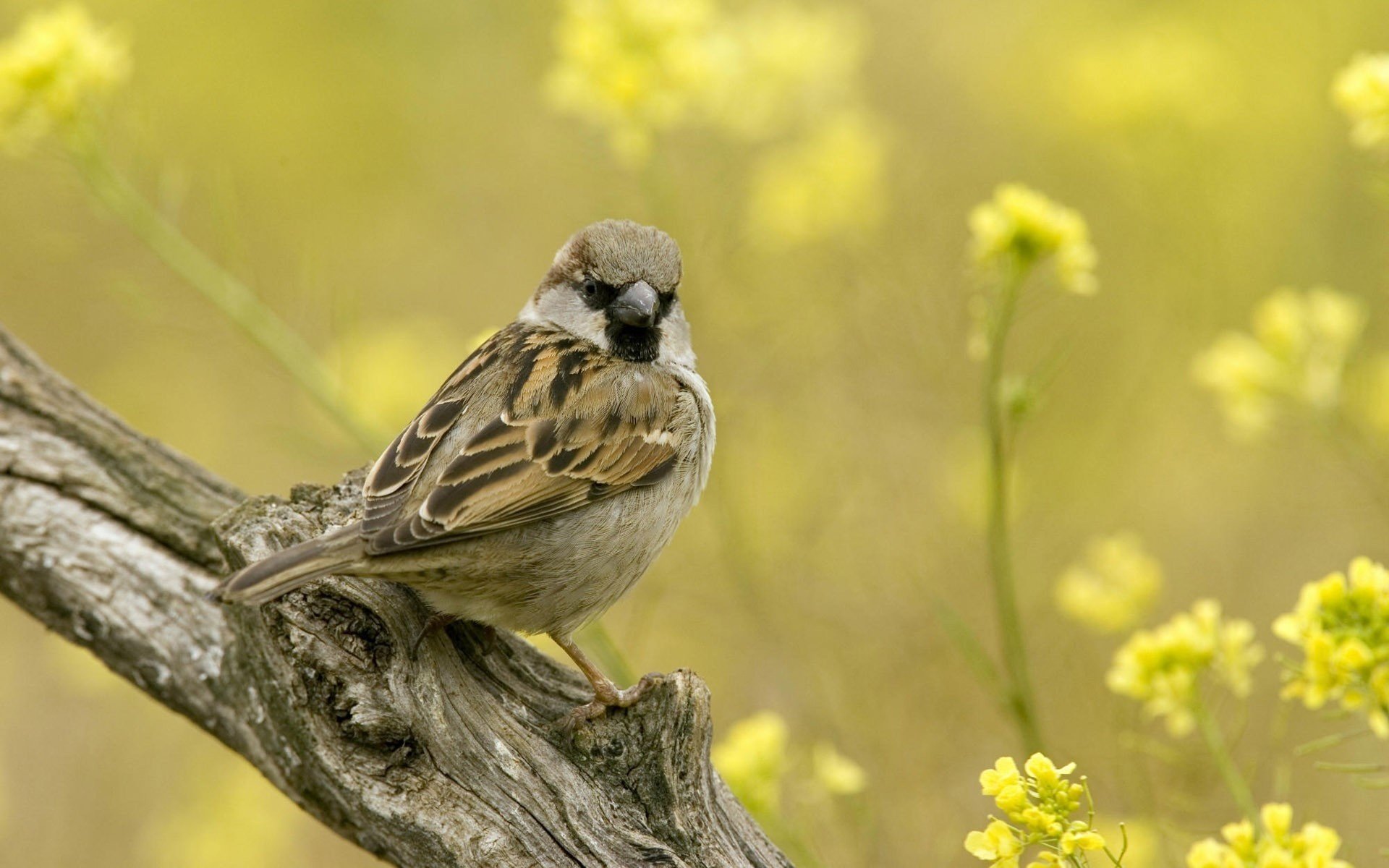 gelbe blumen spatzen zweig vögel gefiedert